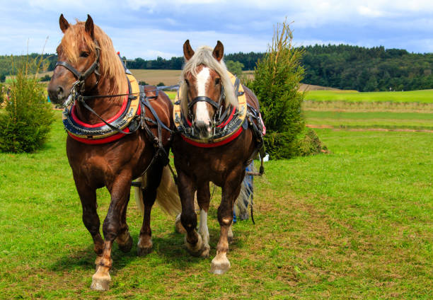 istock Cold blood horses at the wooden back 1289549796