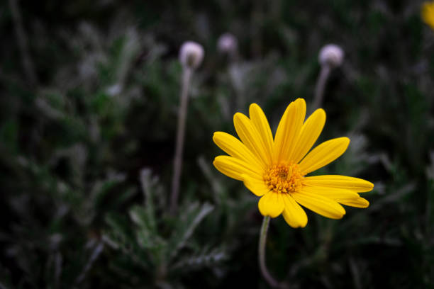 schöne blume mit gelben blättern auf schwarzem hintergrund. gelbe blume nahaufnahme. makro-foto erstaunliche gelbe blume. - wildflower spring close up daisy stock-fotos und bilder