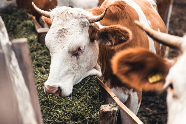 istock Cows on the form. Milk, meat production. Household animals. 1289552084