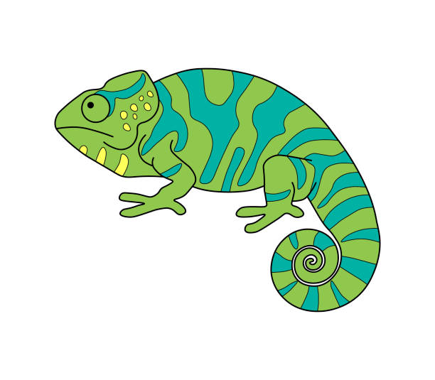 Chameleon. Linear drawing, coloring. A simple chameleon image is a template. Chameleon. Linear drawing, coloring. A simple chameleon image is a template. chameleon stock illustrations