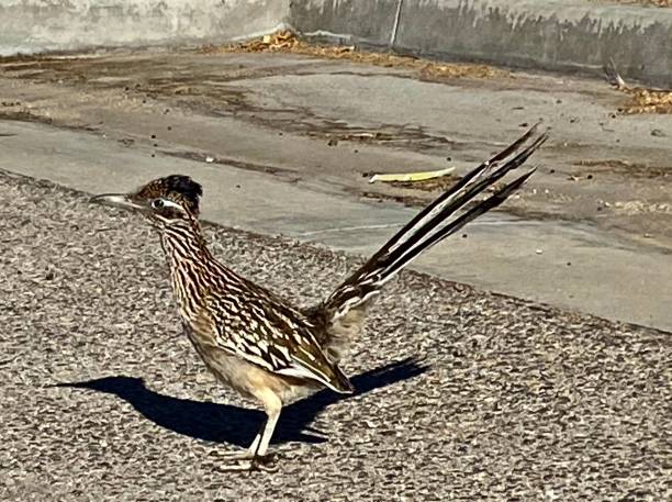 istock brown and white great roadrunner / geococcyx californianus 1289553392