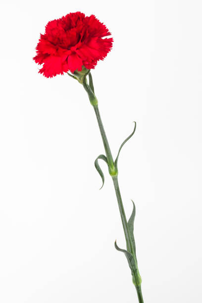istock red carnation close-up on a white background 1289553978