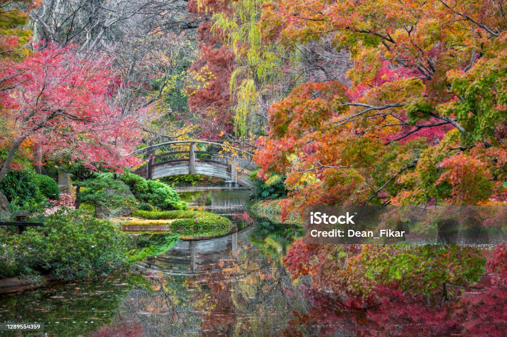 Fall Foliage in the Japanese Garden Stunning fall colors in the Fort Worth Botanic Garden Fort Worth Stock Photo