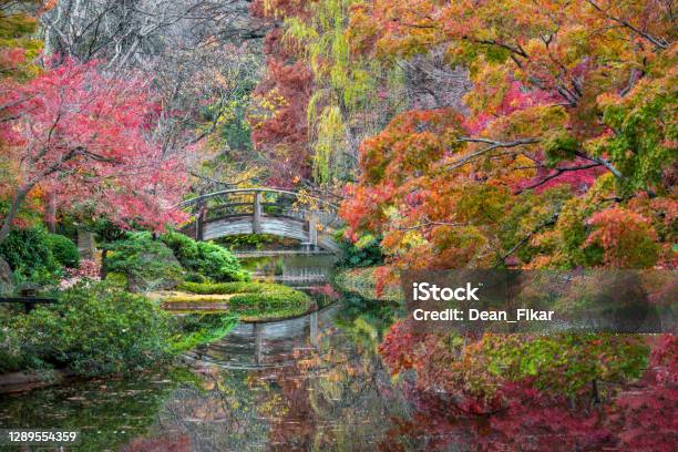 Fall Foliage In The Japanese Garden Stock Photo - Download Image Now - Fort Worth, Botanical Garden, Japanese Garden