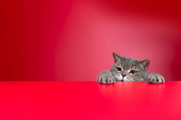 istock Obese cat looking for food in front of a red background 1289555518