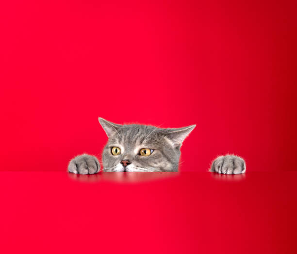 istock Obese cat looking for food in front of a red background 1289555535
