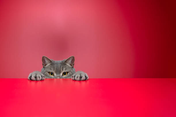 istock Obese cat looking for food in front of a red background 1289555563