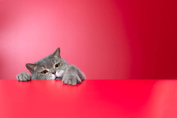 istock Obese cat looking for food in front of a red background 1289556110