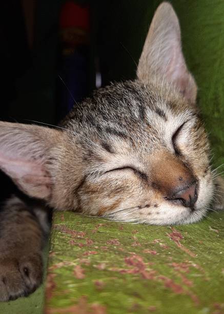 istock Good Night and Sleep Tight 1289556270