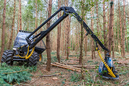 Dutch tractor with machine sawing pine trees in woodland. In the forestry industry it's import to sometimes cut all the trees, that's part of forest management.