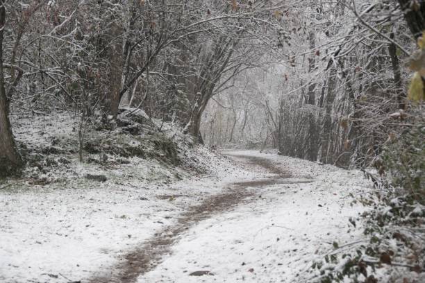istock Snowy Forest, Carugo, Brenna, Italy 1289556558