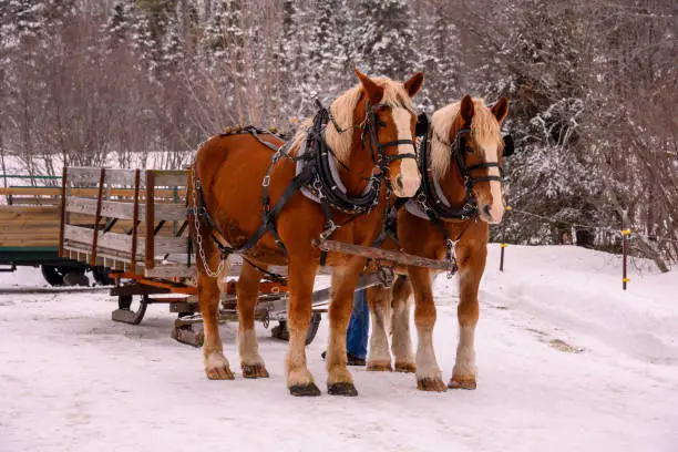 Sleigh ride in northern Minnesota. Outdoor winter scene. Two Clydesdale horses standing in snow.