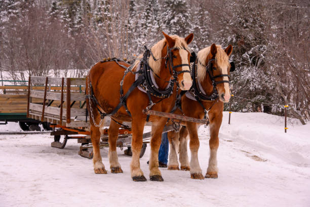 ahşap kızak için iki at koşum - clydesdale stok fotoğraflar ve resimler