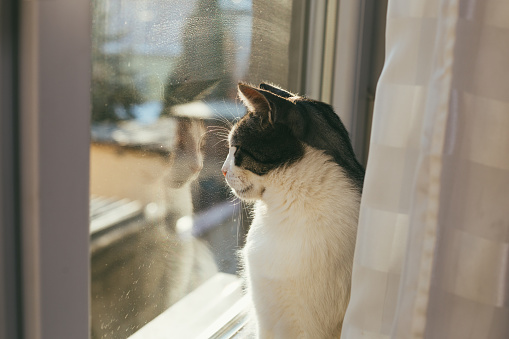 Cat Looking Through Window Glass Stock Photo - Download Image Now ...