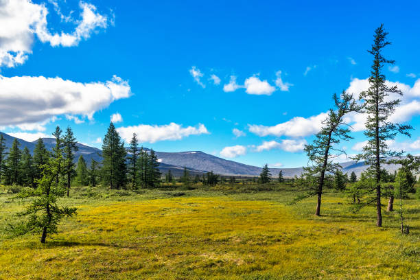 istock Subpolar tundra coniferous forest and distant mountain range in the Urals on a summer day 1289557822
