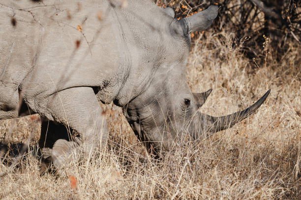 istock Wild safari animals 1289558859