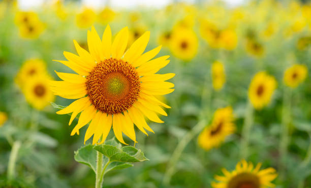 istock Bright sunflowers, Sunflower field landscape. 1289560555