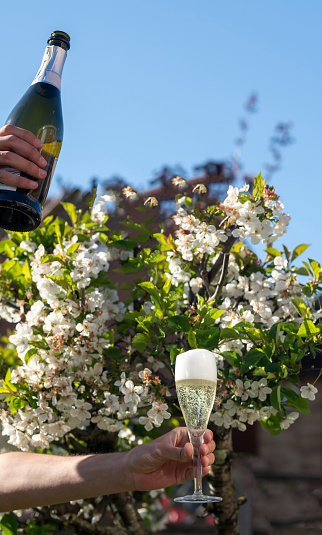 Single champagne flute at an English garden party in Summer. It is being held up with a defocused English domestic garden in the background.