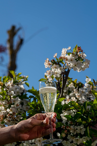 Single champagne flute at an English garden party in Summer. It is being held up with a defocused English domestic garden in the background.