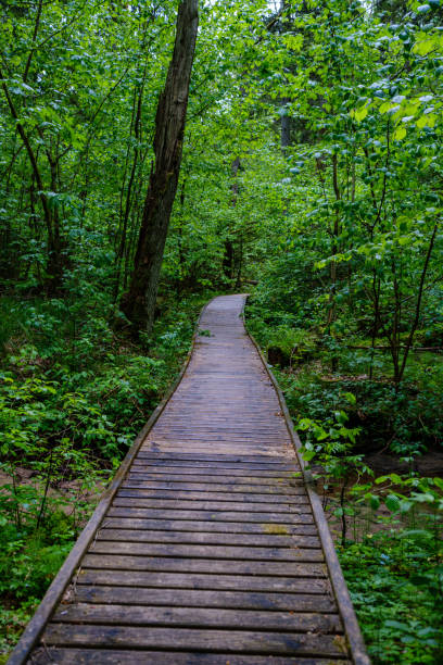 istock wooden boardwalk trail in green forest 1289565550