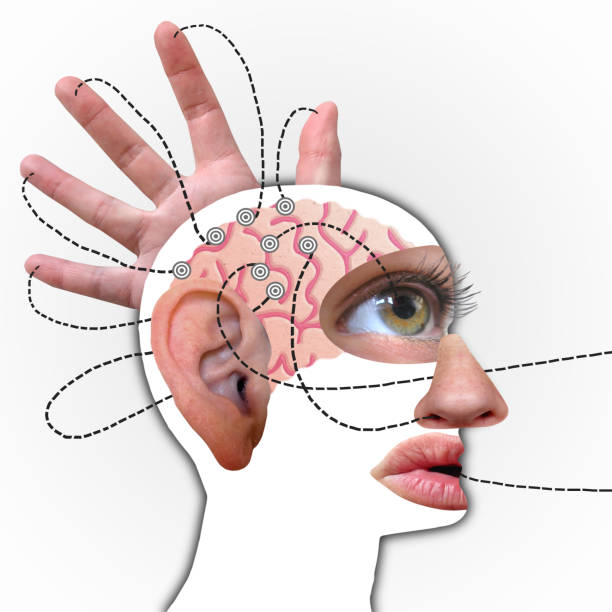 Human's brain profile, Connected to Five Senses Human's brain profile, Connected to Five Senses - funny Collage visual sense stock pictures, royalty-free photos & images