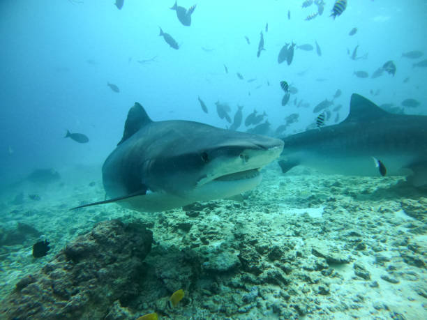 istock Tiger sharks in the Maldives, diving underwater 1289566848