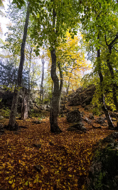istock Forest canopy, early autumn forest landscape. 1289568006