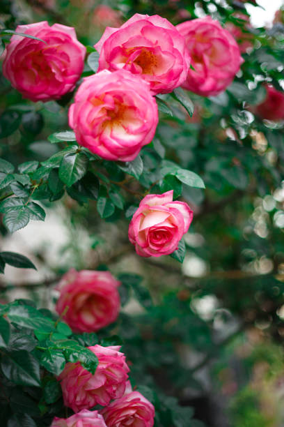 beau buisson des roses roses fleurissantes fraîches - nature selective focus green vertical photos et images de collection