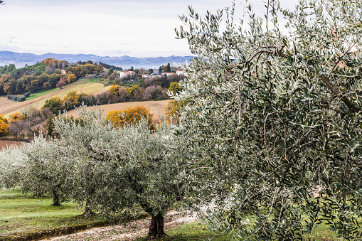 Panoramic view of the Marche hills with agricultural fields and olive trees, Italy