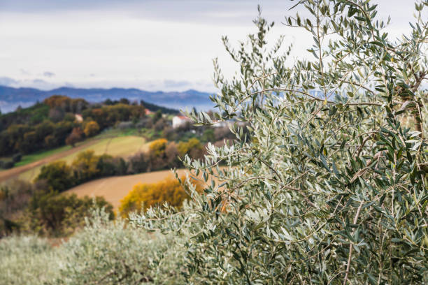 Panoramic view of the Marche hills with agricultural fields and olive trees, Italy