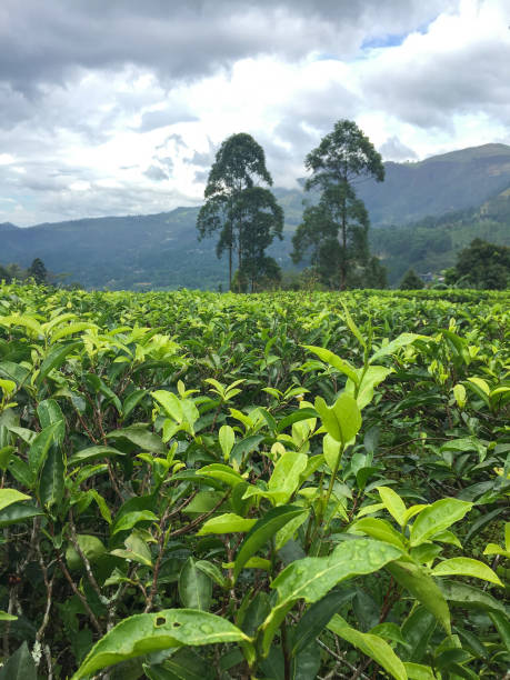 istock The Tea Fields in Valleys in Sri Lanka 1289568577
