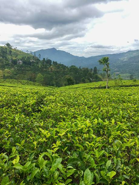istock The Tea Fields in Valleys in Sri Lanka 1289568595