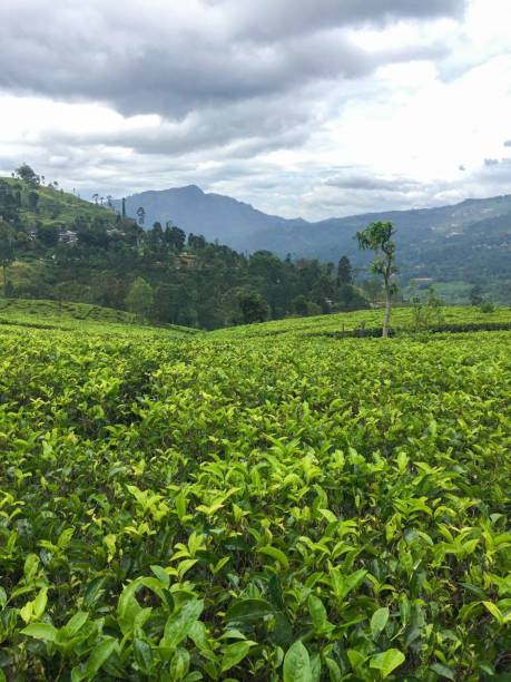 istock The Tea Fields in Valleys in Sri Lanka 1289568601