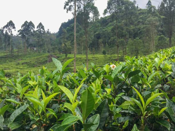 istock The Tea Fields in Valleys in Sri Lanka 1289568612