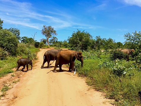 The Wild Animals in Udawalawe National Park, Sri Lanka