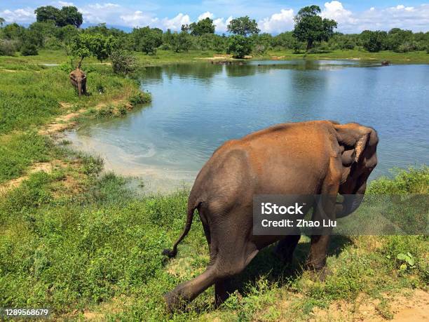 The Wild Animals Safari In Udawalawe National Park Sri Lanka Stock Photo -  Download Image Now - iStock