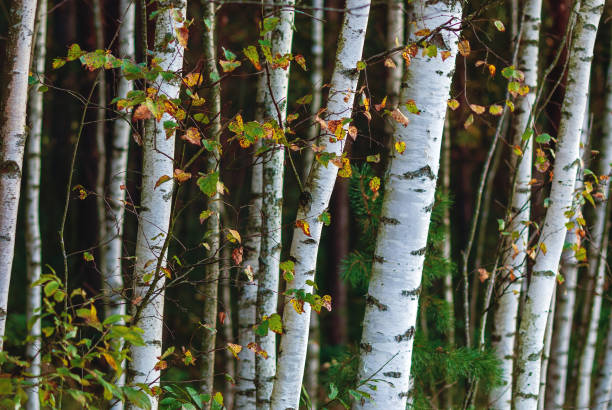 bosquet blanc d’arbre de bouleau dans la forêt mélangée, plan rapproché de jeunes troncs d’arbre - birch tree tree downy birch white photos et images de collection