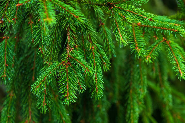 Spruce branches closeup (Caucasian Spruce, Oriental Spruce), green conifer tree twigs Spruce branches closeup (Caucasian Spruce, Oriental Spruce), green conifer tree twigs oriental spruce stock pictures, royalty-free photos & images