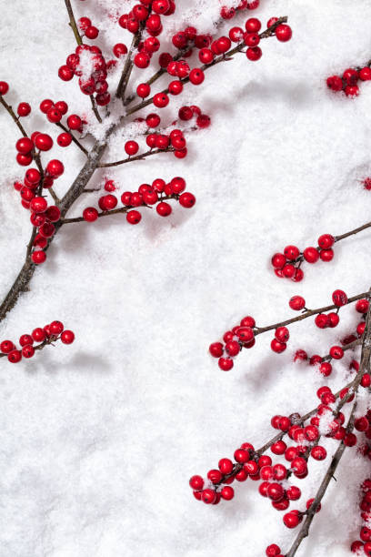 istock Branch with berrires isolated on snow background 1289570990