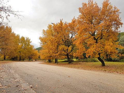 oak trees yellow leaves  in autumn season in university of ioannina greece