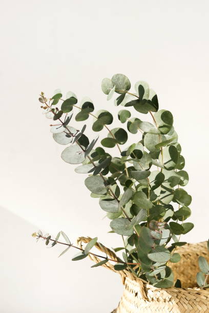 istock green eucalyptus leaves in a wicker basket home plant and sunlight shadows  on a white background.  Floral card.poster 1289571221