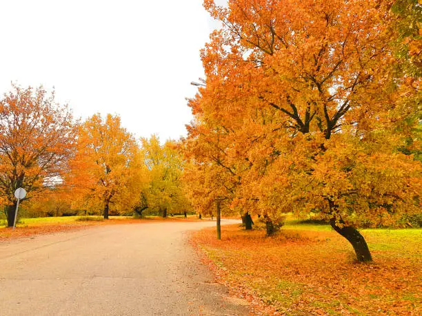 Photo of oak trees yellow leaves  in autumn season in university of ioannina greece