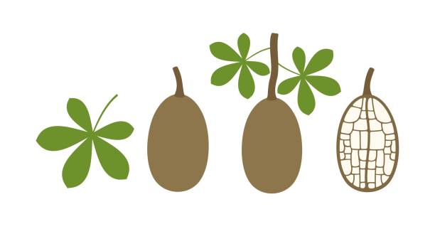 logo owoców baobab. izolowane owoce baobabu na białym tle - baobab fruit stock illustrations