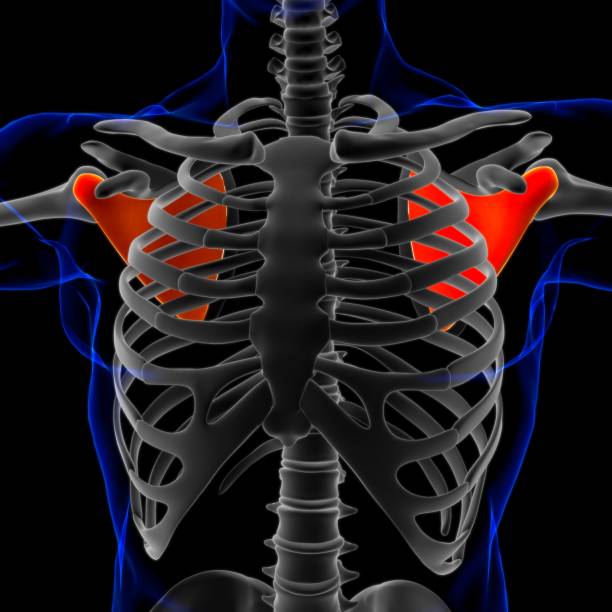 subscapularis anatomía muscular para concepto médico ilustración 3d - músculo esplenio cervical fotos fotografías e imágenes de stock