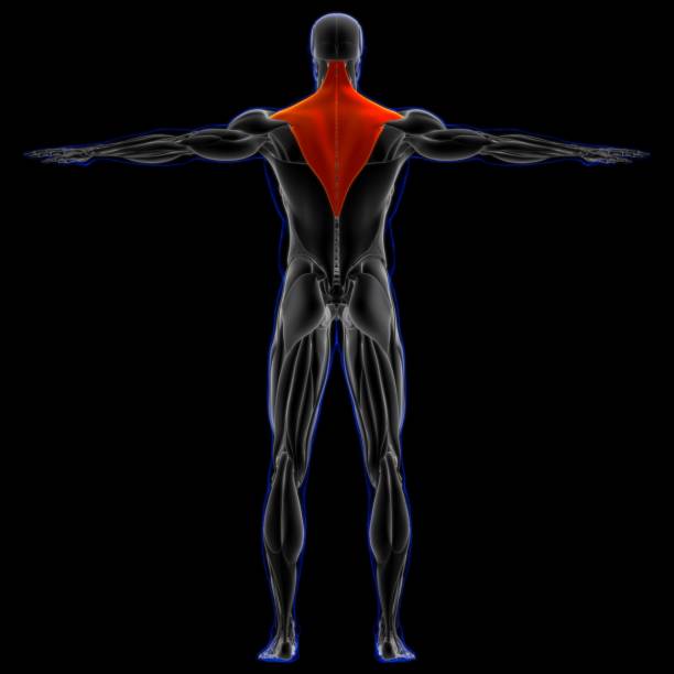 trapezius anatomía muscular para concepto médico ilustración 3d - músculo esplenio cervical fotos fotografías e imágenes de stock