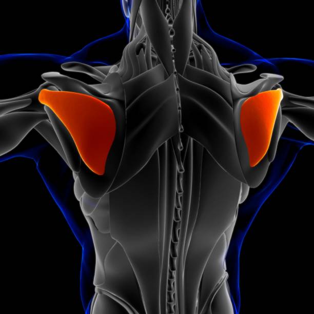 anatomía muscular de infraspinatus para concepto médico ilustración 3d - músculo esplenio cervical fotos fotografías e imágenes de stock