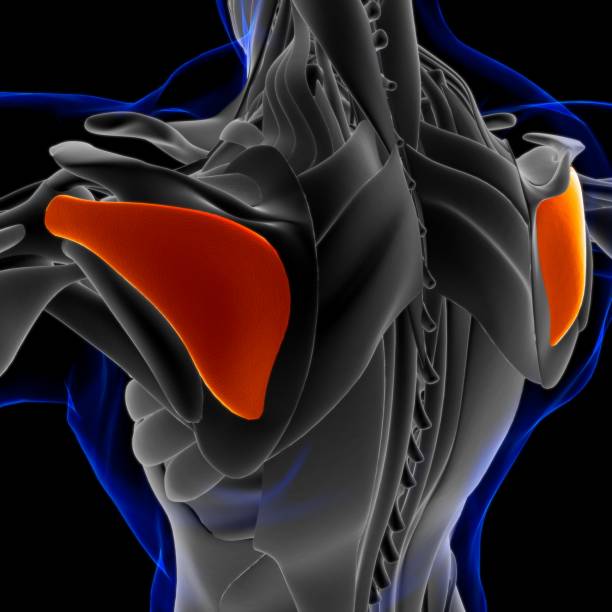 anatomía muscular de infraspinatus para concepto médico ilustración 3d - músculo esplenio cervical fotos fotografías e imágenes de stock