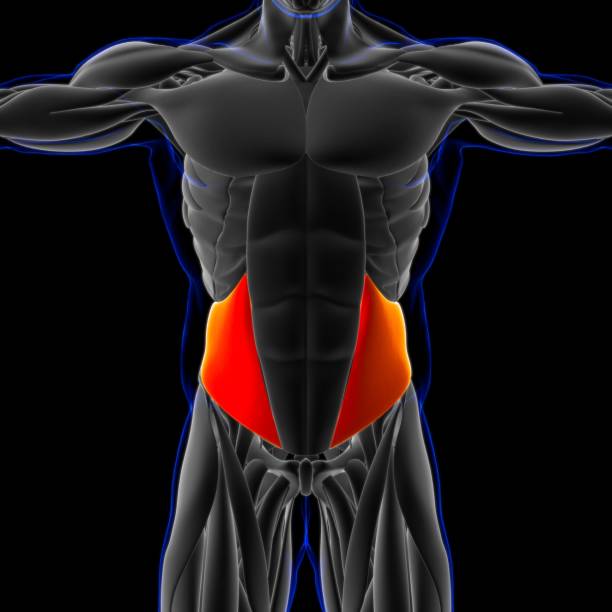 anatomía oblicua interna para la ilustración 3d del concepto médico - músculo esplenio cervical fotos fotografías e imágenes de stock