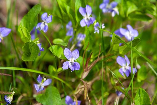 Flowers wild forest violet or Viola odorata in spring forest