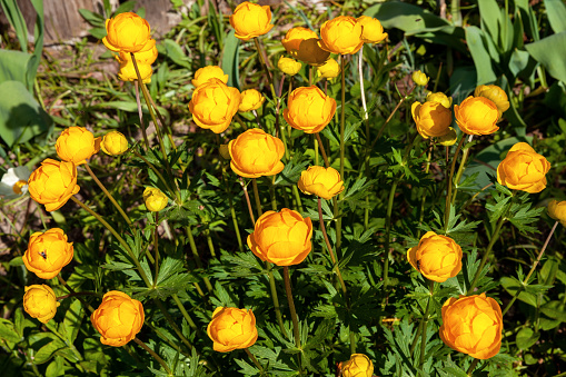 Yellow flowers Trollius europaeus or globeflower